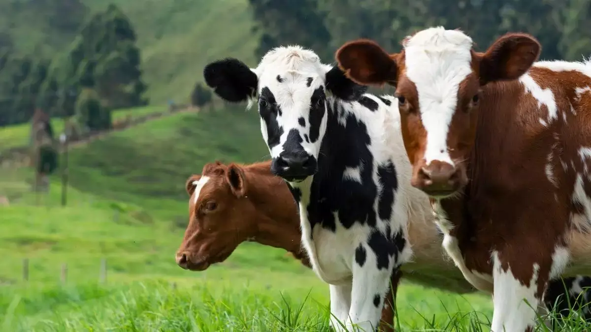 O Porquê de algumas vacas se tornar "repetideiras" ou "repeat breeder"