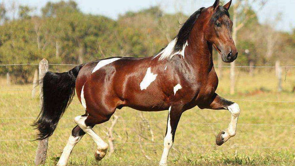 Amor pelos cavalos Mangalarga transforma a vida de uma família no interior de SP