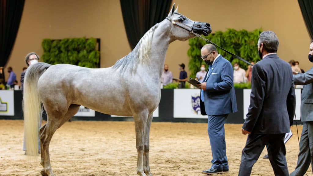 Exposição Cavalo Árabe reunirá mais de 130 animais de criadores do Brasil, Chile e Catar