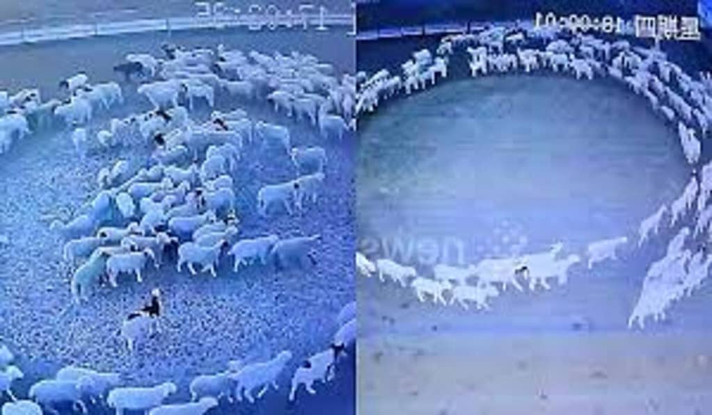 Centenas de ovelhas caminham em círculo por 12 dias em fazenda na China