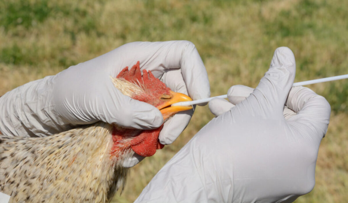 Gripe aviária: Peru declara emergência sanitária 