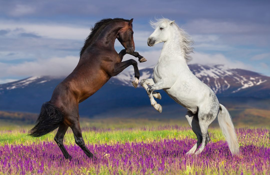 Você sabe quantas raças de cavalo existem no mundo inteiro? — CompreRural