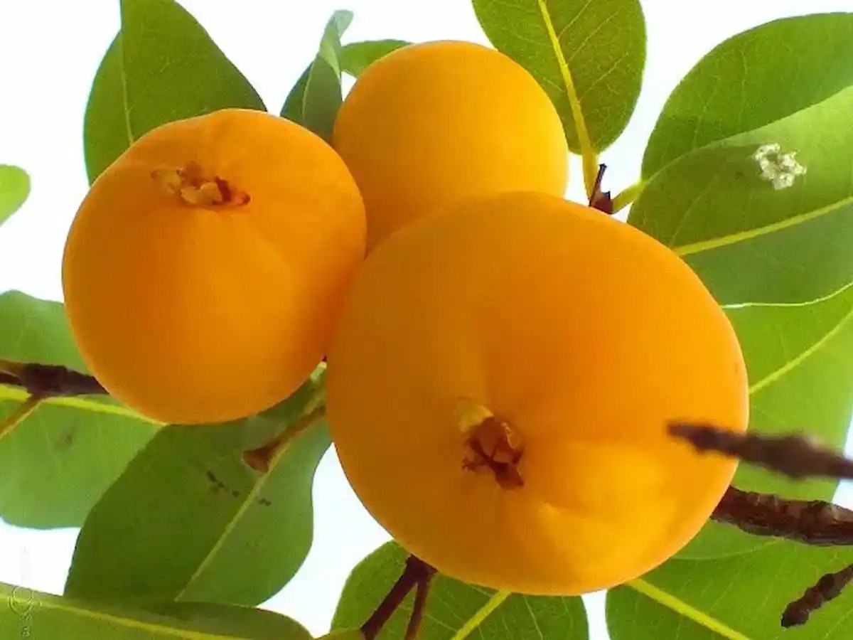 Cagaita - Fruta do Cerrado cheia de benefícios que talvez você não conheça