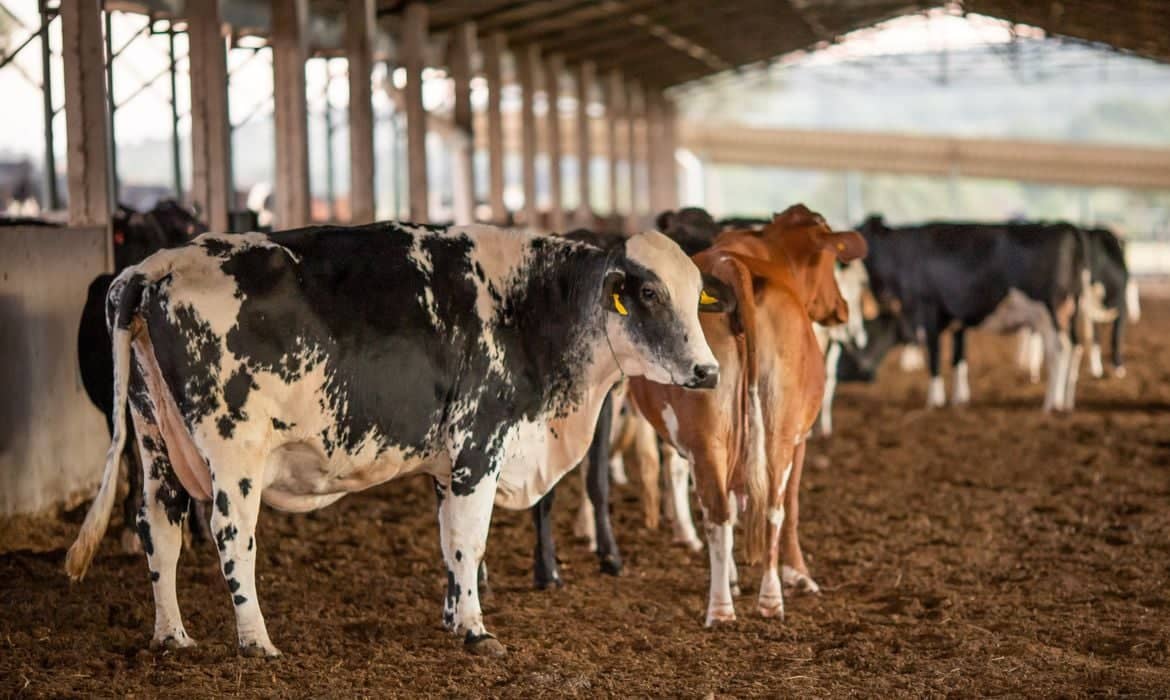 Embrapa lança programa de biosseguridade para propriedades leiteiras