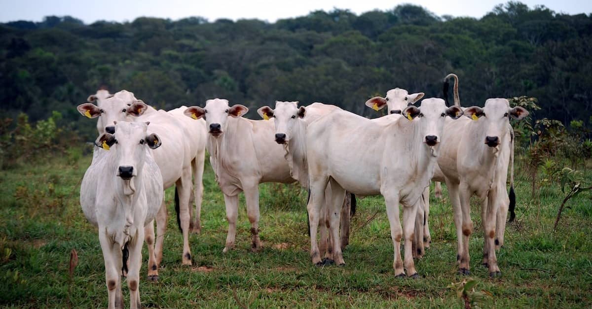 Grandes frigoríficos aderem a regras para compra de gado do Cerrado