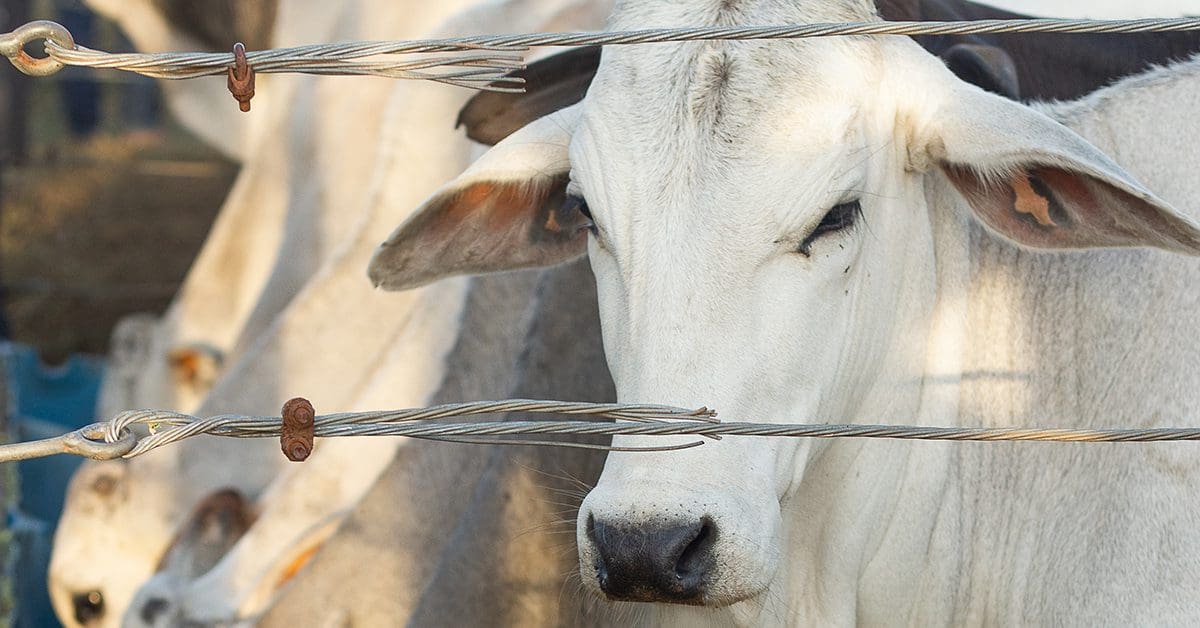 dsm-firmenich apresenta tecnologias que mantêm o alto desempenho do gado na 89ª ExpoZebu • Portal DBO