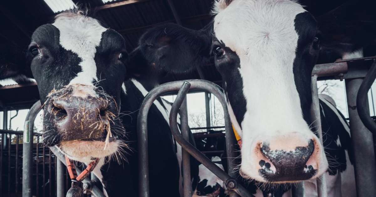 Após gripe aviária infectar vacas, OMS avalia risco para humanos