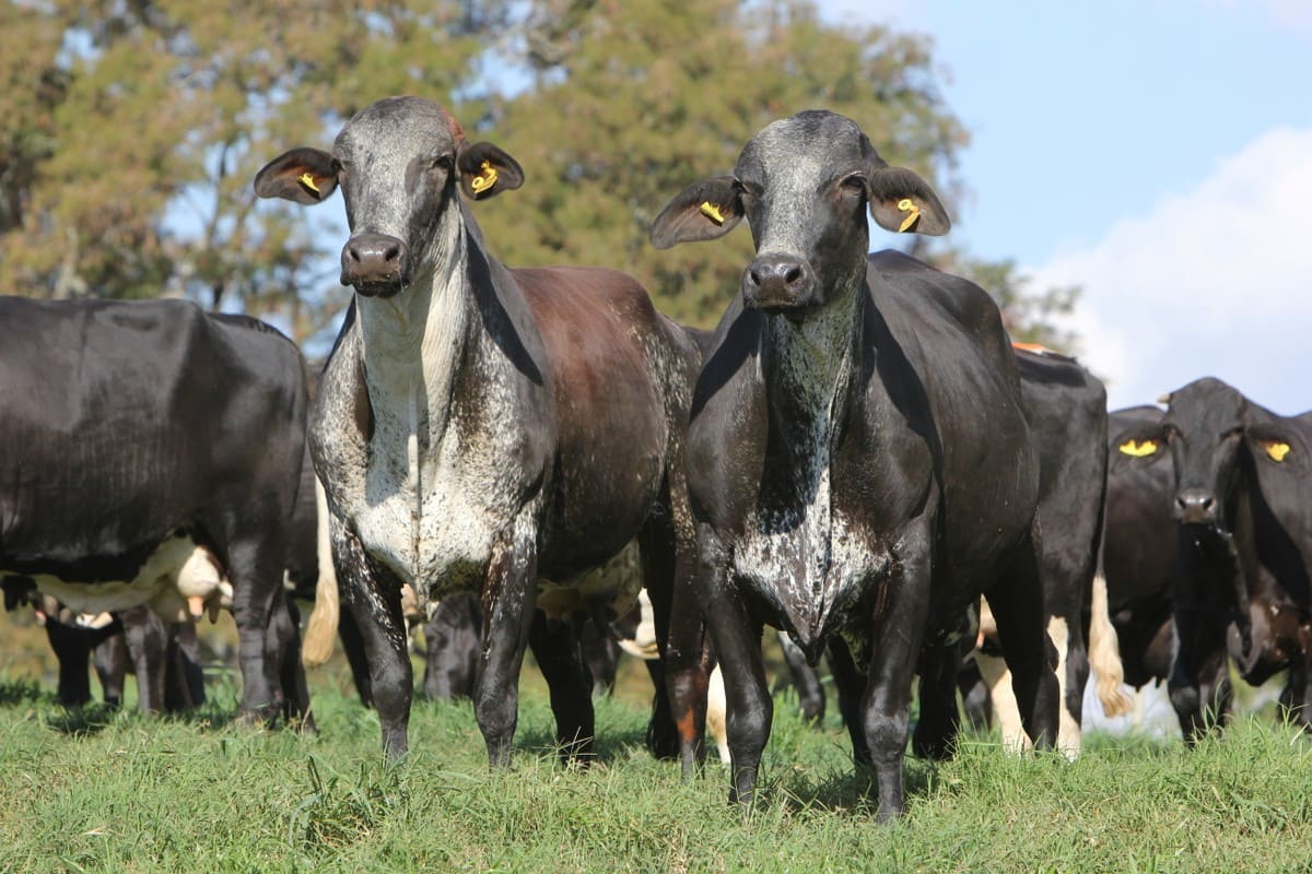 Registros de gado Girolando descolam do preço do leite pela primeira vez na história | Leite