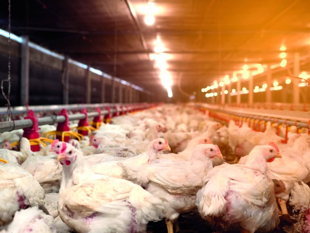 o tripé da saúde locomotora em frangos – O Presente Rural