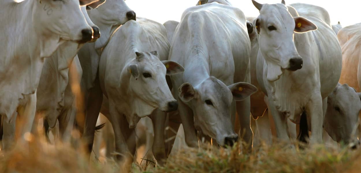 Indústria da carne assume compromissos com pecuária sustentável no Cerrado