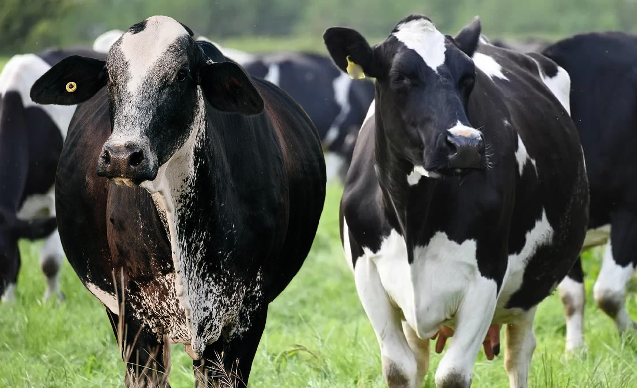 Registros de gado Girolando independem dos preços do leite pela primeira vez