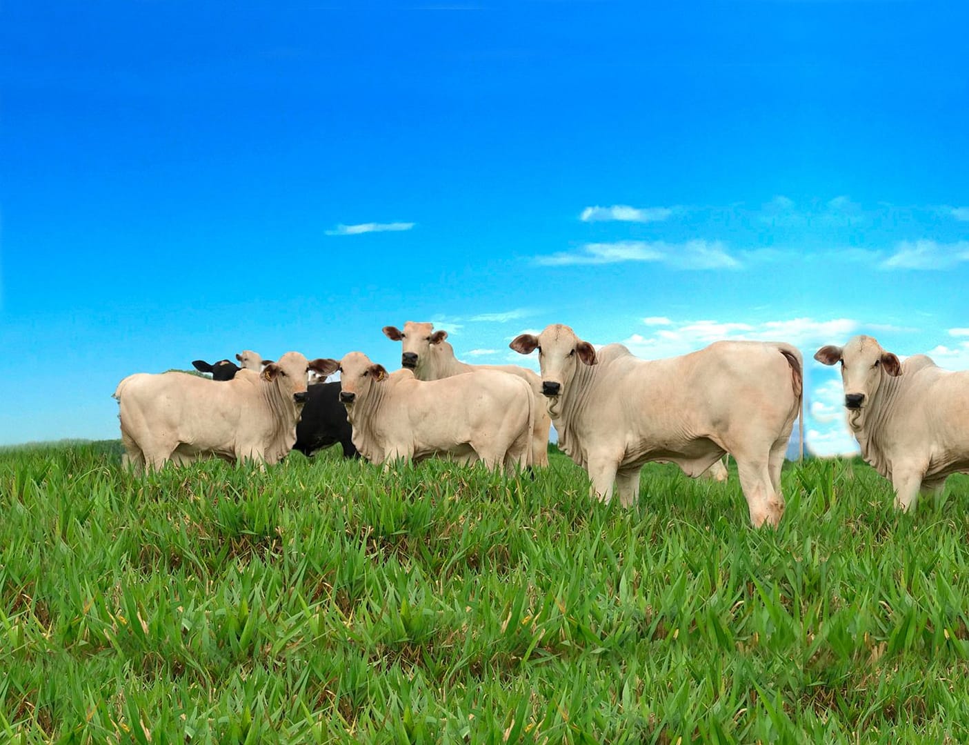 Protocolo define novos compromissos ambientais para a pecuária no Cerrado