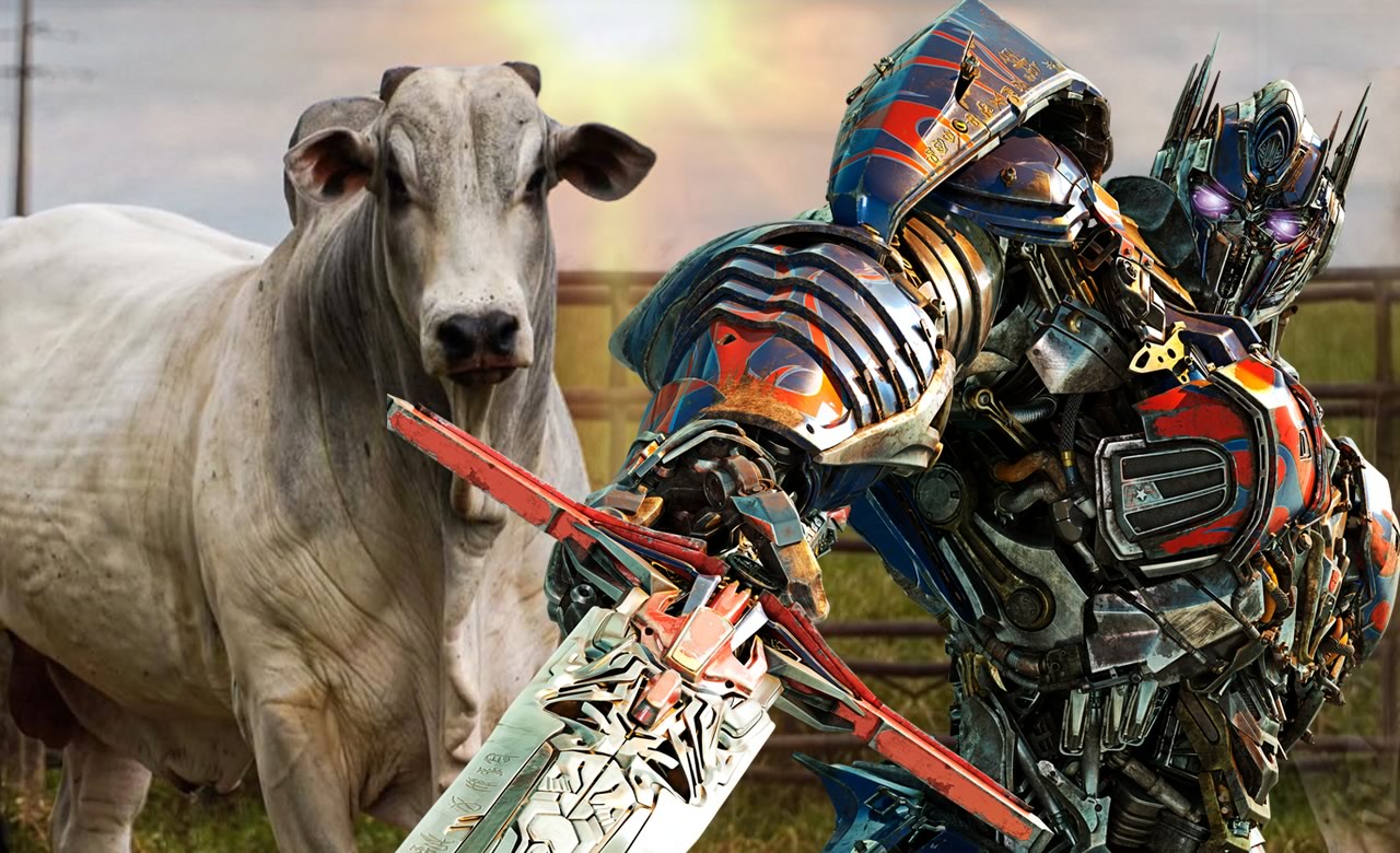 De pedras a Poderoso Raca bovina transforma se em Optimus Prime