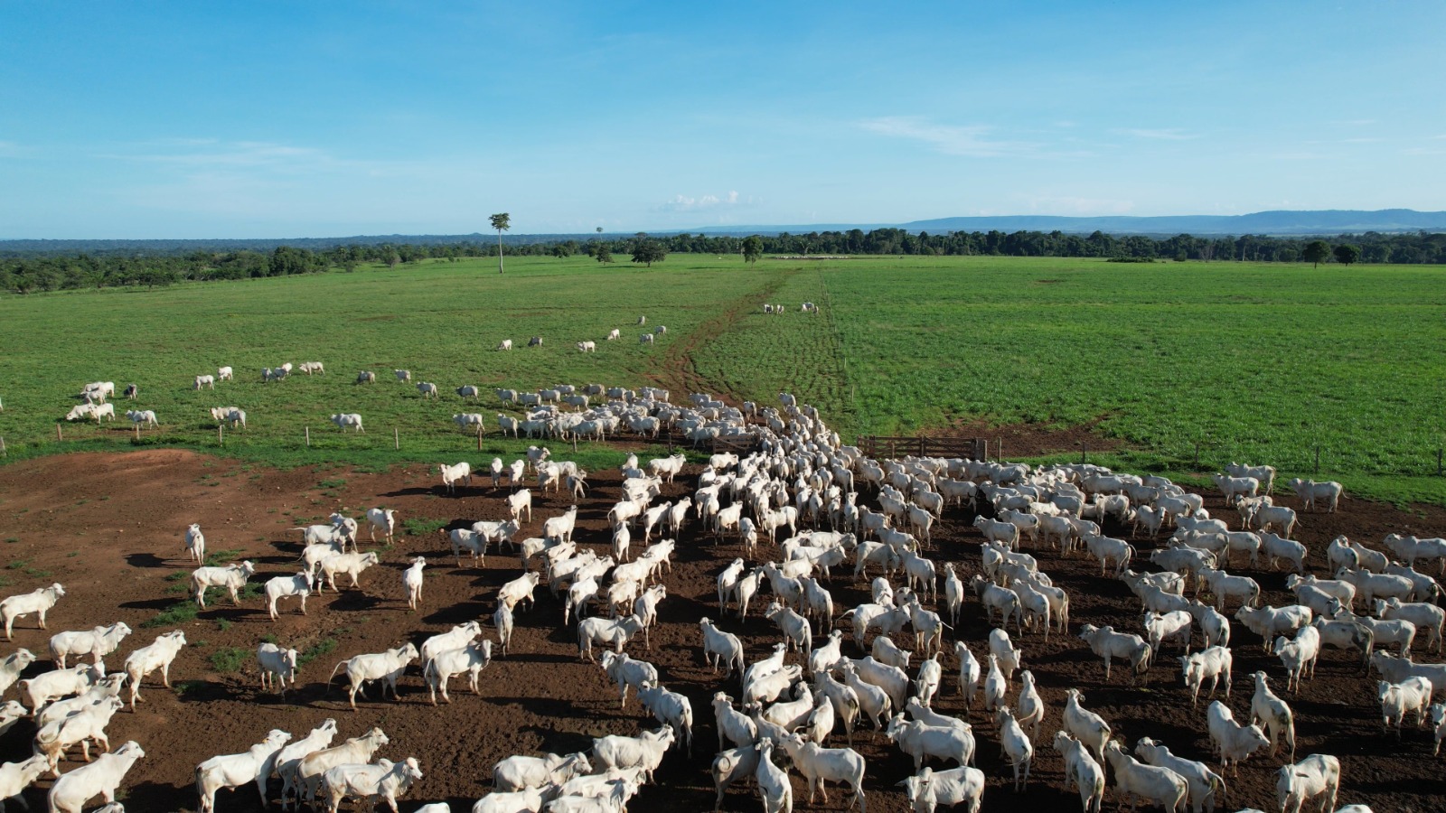 Agricultura é a nova aliada da pecuária em Mato Grosso