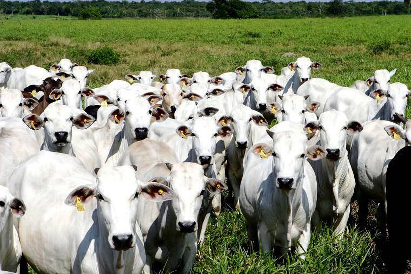 ​Protocolo estabelece compromissos ambientais para pecuária do Cerrado