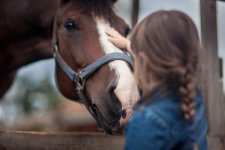 Projeto “Acolha um Cavalo” possibilita adoção de animais vítimas de abandono e maus-tratos