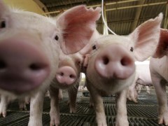 ABCS Apesar da menor disponibilidade interna de carne suina alta