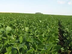 AgResource reduz estimativas para safras de soja e milho do Brasil