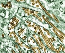 Estirpe altamente patogenica da gripe aviaria e encontrada na Colombia