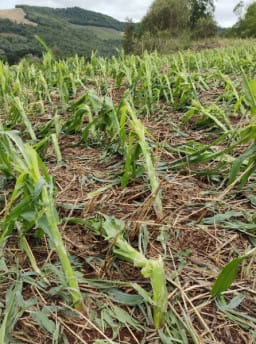 Perdas na agricultura passam de R$ 21 milhões em Erechim