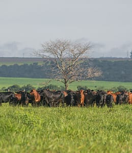 Protocolo define compromissos ambientais para a pecuária no Cerrado