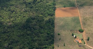 O Brasil pode conciliar pecuária 'verde' e controle do desmatamento? Entenda - Estadão