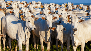 52 cabeças de bovino nelore são furtados de fazenda de Paraíso das Águas