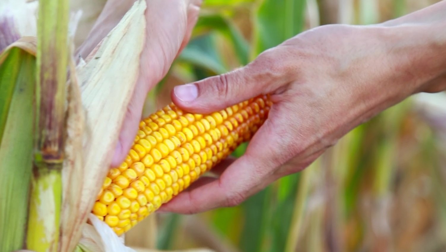 Demanda limitada derruba preços do milho no Brasil