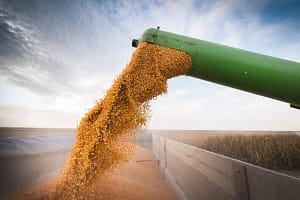 Umidade do milho para colheita