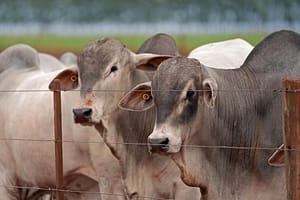 Criatório prepara grande oferta de gado da raça Nelore Mocho — CompreRural