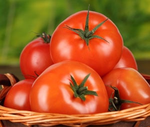 Cultivo protegido de tomate sem solo obtem produtividade superior no