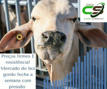 Precos firmes E resistencia Mercado do boi gordo fecha a semana com pressao