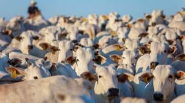 Desoneração do PIS/Cofins em suplementos nutricionais para bovinos de corte e de leite pode elevar o PIB brasileiro em quase 1%