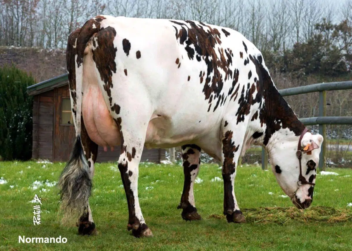 5 Raças de Vacas de Leite Mais Famosas No Mundo