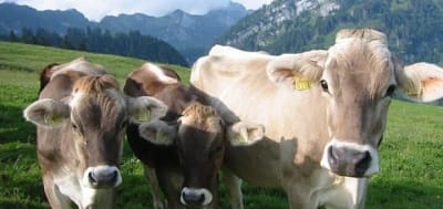 8 Raças de gado e sua origem