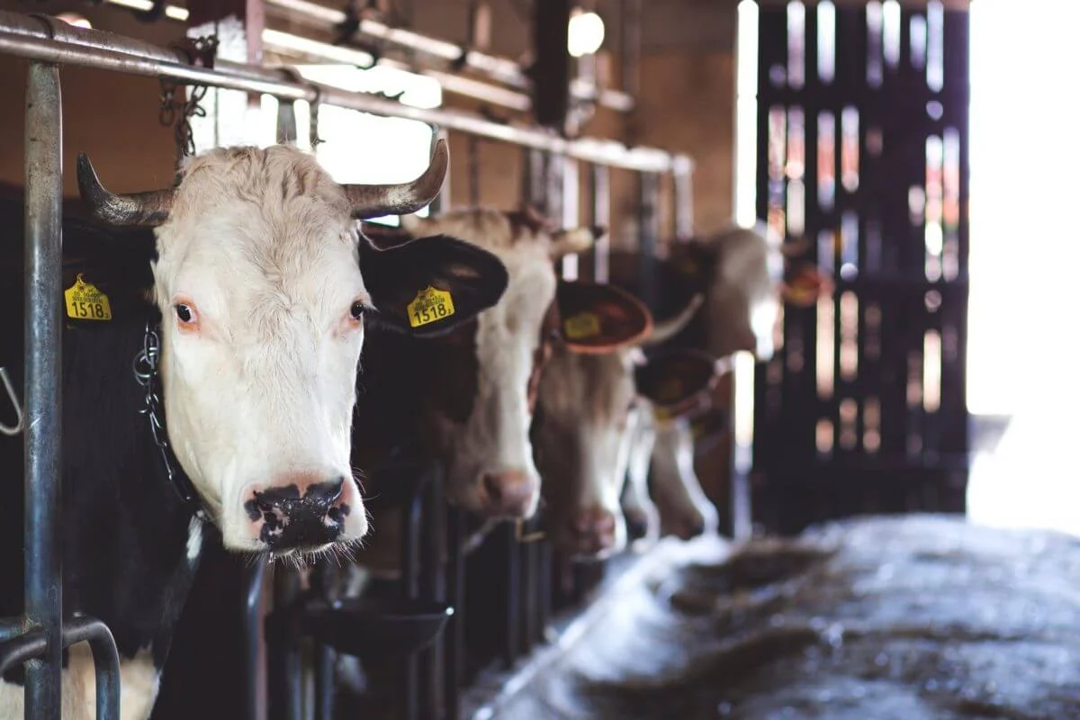 5 Raças de Vacas de Leite Mais Famosas No Mundo