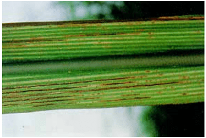 Figura 2 - Deficiência de manganês em folhas de cana-de-açúcar.  Fonte: Orlando Filho et al.  (1994).