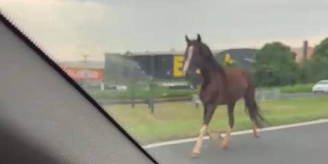 Motoristas flagram cavalo solto na rodovia Washington Luís, em Rio ... - Diário da Região