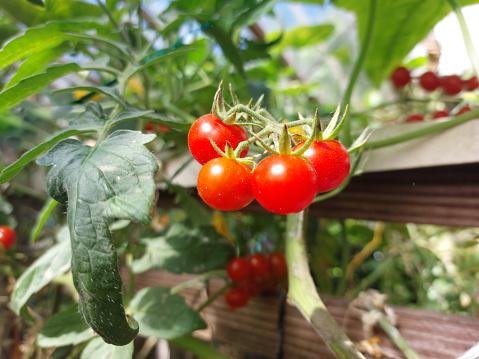 O tomate é uma das principais hortaliças cultivadas e consumidas no Brasil.  (Fonte: GettyImages/Reprodução)