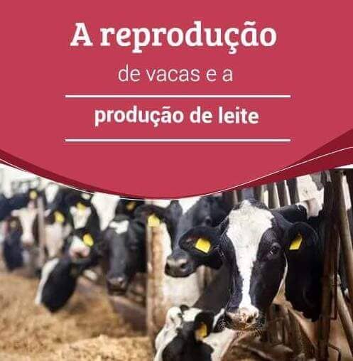 Reproducao Das Vacas Como ter Sucesso