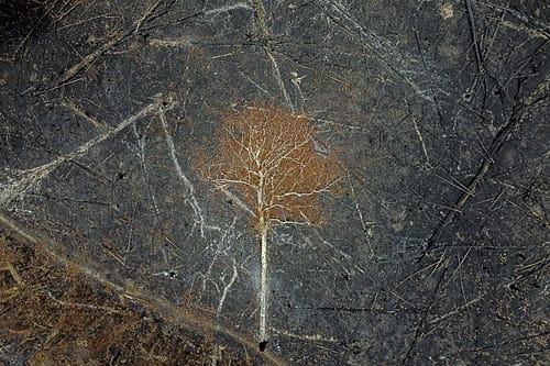 Agropecuária desmatou 15% das florestas brasileiras nos