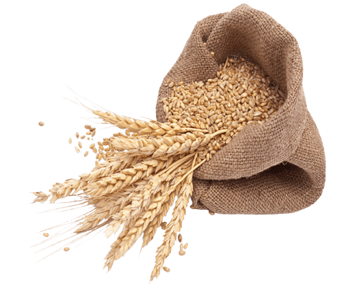 wheat grains 500x500 removebg preview