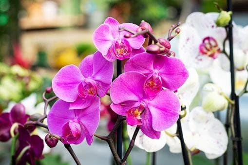 Tudo o que você precisa saber para cuidar de orquídeas
