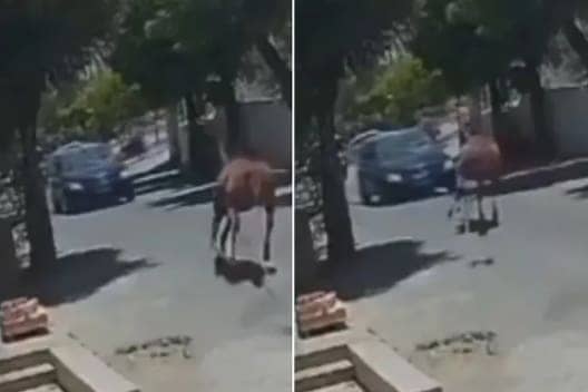 Vídeo: cavalo colide com carro e capota por cima do veículo no interior do Ceará