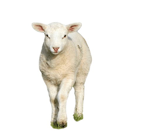 kisspng sheep goat clip art 5ae2acd4b156e0.1477887115248048207264 removebg preview
