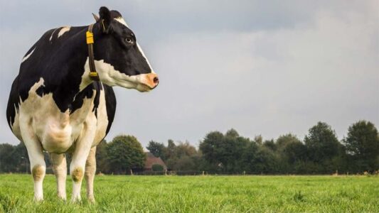Alltech Artigo Selenio Vacas de leite