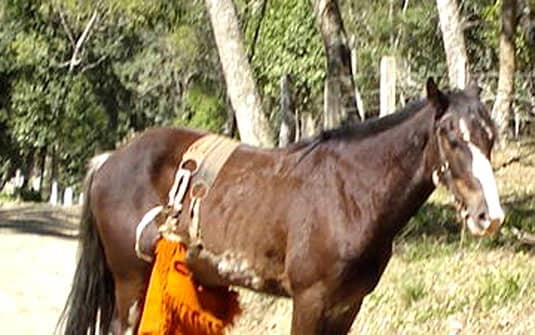 Funcionário de fazenda é morto após ser arrastado por cavalo no interior do MS - Perfil News