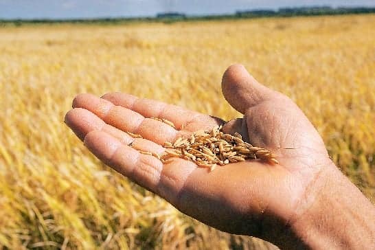 Futuros de trigo avancam apos minima de 3 meses com