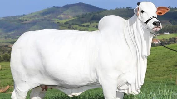 Vaca brasileira que vale R 21 milhoes