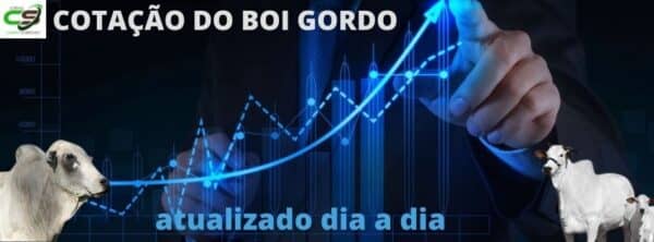 COTACAO DO BOI GORDO